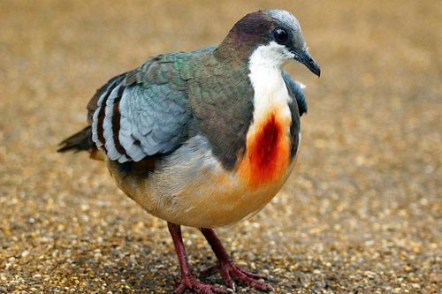 Sự thật về chim bồ câu luôn mang 'vết thương giữa ngực'