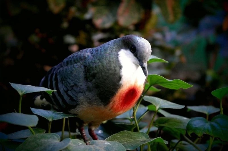 Sự thật về chim bồ câu luôn mang 'vết thương giữa ngực'