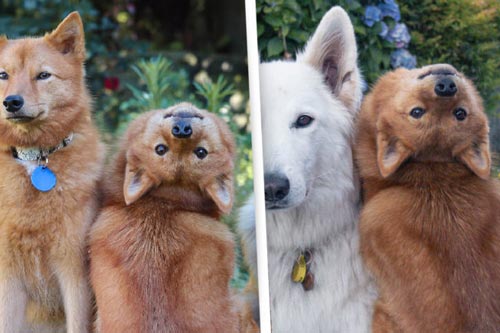 Kinh ngạc chú chó Kiko xoay đầu 180 độ khi chủ nhân nói lệnh 'quỷ'