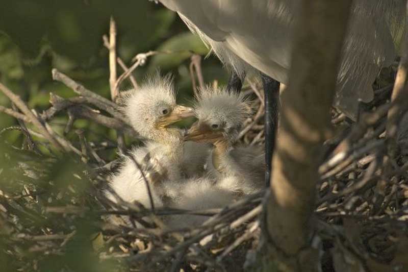 Top 10 loài động vật thâm độc bậc nhất hành tinh