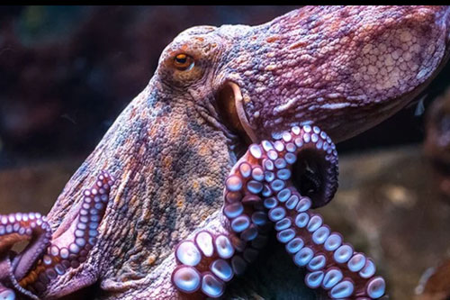 Bạch tuộc và mực có cách tiến hóa khác biệt với tất cả các loài