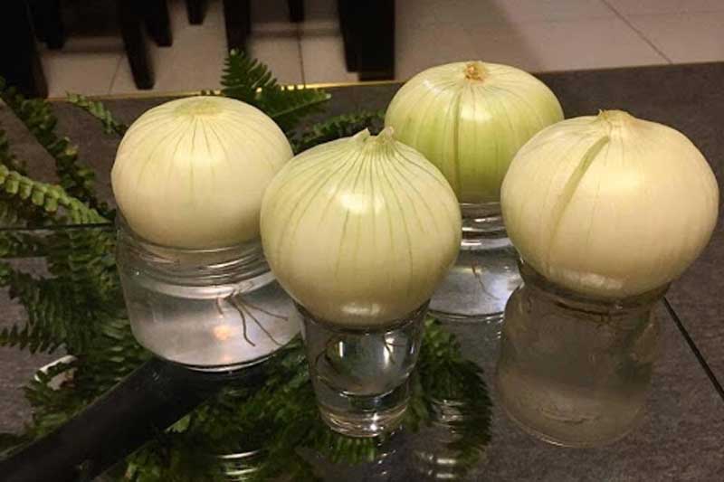 Đặt củ rẻ tiền này trong nhà, vừa giúp thanh lọc không khí lại chữa được hàng tá bệnh