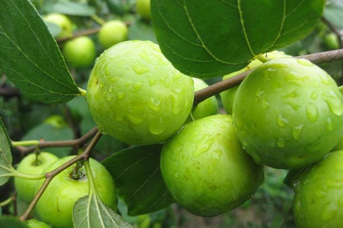 Loại quả giàu vitamin C gấp 10 lần cam, quýt: Vừa làm thuốc chữa bệnh lại có công dụng dưỡng nhan