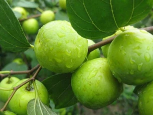 Loại quả giàu vitamin C gấp 10 lần cam, quýt: Vừa làm thuốc chữa bệnh lại có công dụng dưỡng nhan