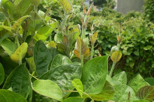 Có lá mơ bị những bệnh này không tốn tiền mua thuốc tây