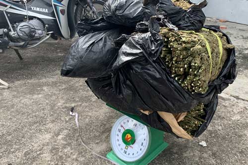 Bắt giam kẻ chở thuê 16 kg cần sa với giá 700 ngàn đồng/kg từ An Giang về Cần Thơ