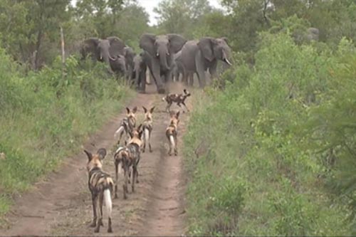 Chó hoang làm liều, voi chơi chiêu thông minh: Ai thắng?