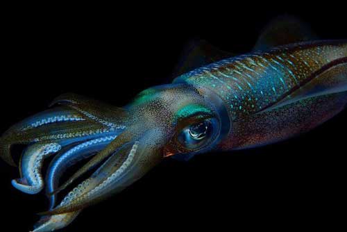 Phát hiện 'quái vật mực' to như người ở Anh