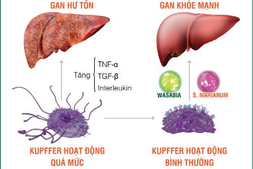 Đại đa số người Việt mắc ung thư đều do thủ phạm số 1 này gây nên