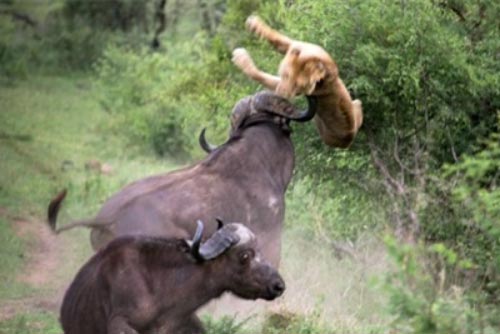 Chuẩn bị chén mồi, sư tử bị húc tung người đau đớn