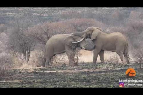 Voi đầu đàn mất ngôi, chết thê thảm