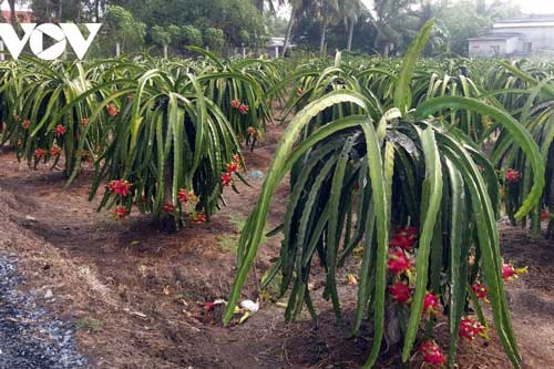 Nhà vườn Tiền Giang 'méo mặt' vì nhiều loại trái cây rớt giá