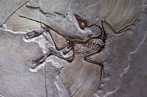 Các nhà khoa học xác định niên đại của một vật thể như thế nào?