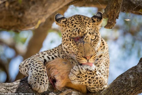 Phát hiện báo chột mắt săn mồi cực giỏi