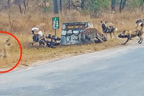 Chó hoang đẩy linh cẩu tới đường cùng: Phép màu phút cuối