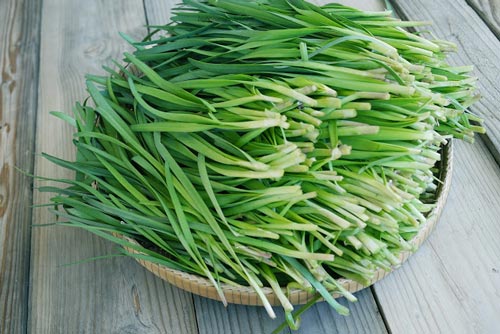 Có cây này cả năm nhà bạn không ai tốn tiền mua viên thuốc nào