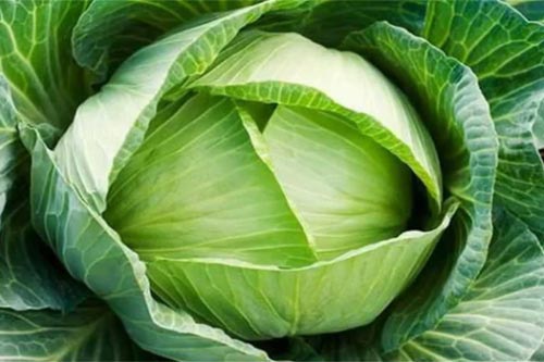 Bắp cải không chỉ là món ăn ngon còn đặc biệt tốt cho sức khỏe