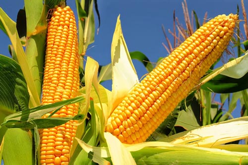 Thực phẩm bồi bổ gan tốt nhất, đừng vội bỏ lỡ kẻo tiếc hùi hụi