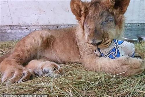 Nhập lậu vào Nga, 'vua sư tử' nhận kết thảm thương