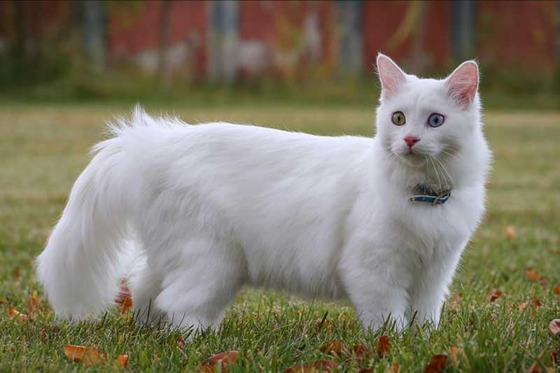 3 tháng đầu năm 2021, 4 con giáp này dễ hưởng lộc 'trời' ban, giàu nhanh hơn trúng số