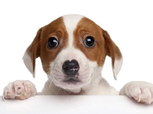 Top 4 con giáp dễ được quý nhân phù trợ, đổi đời giàu sang trong tháng 12 Âm lịch