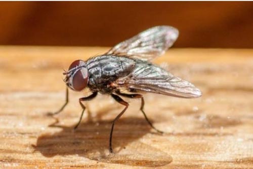 Bỏ túi những mẹo đuổi ruồi cực kỳ đơn giản mà hiệu quả