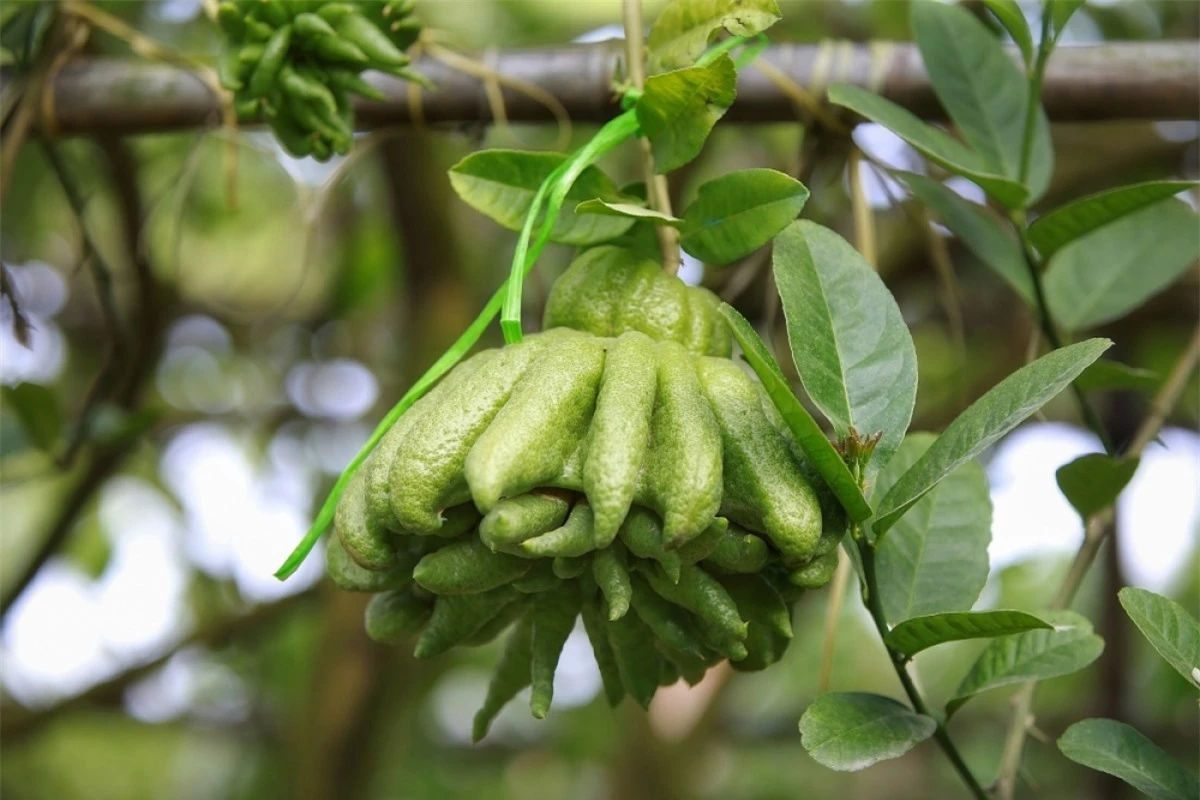 Có hình dáng độc đáo, phật thủ trông như bàn tay nhiều ngón thuôn dài nên được ví như bàn tay Phật. (Ảnh: Lao động Thủ đô)