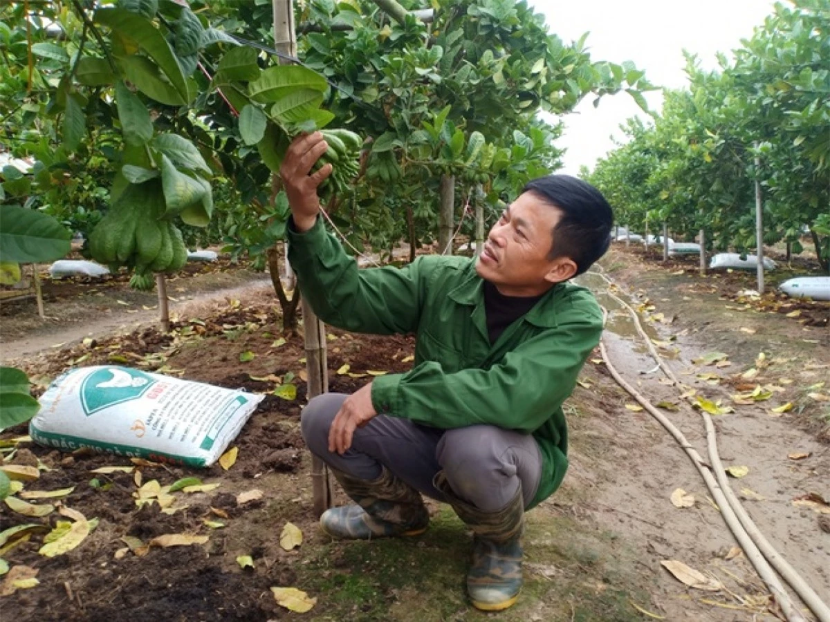 Phải chờ tới 2 năm chăm bón vất vả, những trái phật thủ của người dân Đắc Sở (Hoài Đức, Hà Nội) giờ đây mới trĩu cành trên nền đất mới trong thời điểm giáp Tết này. (Ảnh: Dân trí)