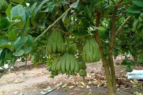 Phật thủ được mùa, trúng giá, người trồng phấn khởi, dân buôn lãi lớn