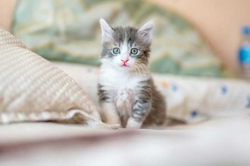 Đầu tháng 12 Âm lịch, 4 con giáp này bất ngờ đổi vận, dễ gặp may mắn đủ đường, tiền tiêu mãi không hết