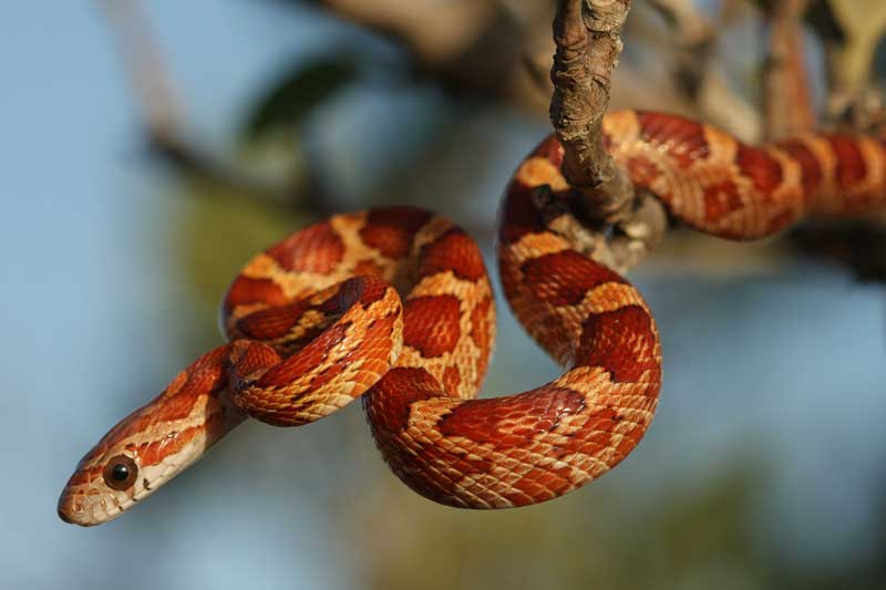 Đúng mùng 1/12 Âm lịch, 3 con giáp này dễ 'bùng nổ' tài lộc, giàu hơn trúng số độc đắc