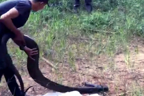 Đồng Nai: Khởi tố đối tượng vận chuyển rắn hổ mang chúa "khủng" nặng 21 kg