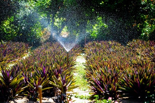 Thừa Thiên Huế: Hỗ trợ 3-5 dự án đầu tư phát triển cây dược liệu trong năm 2021