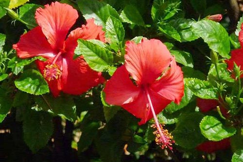 Trà hoa dâm bụt - tác dụng tuyệt vời nhưng bạn chưa biết