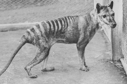 Hé lộ thông tin chưa từng được biết đến ở hổ Tasmania