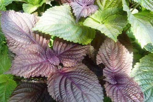 Bài thuốc chữa bệnh từ lá tía tô có thể bạn chưa biết