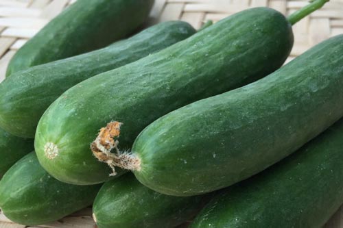 Những điều bạn phải biết trước khi ăn dưa chuột