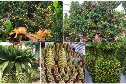 Nhiều mẫu cây cảnh được tạo hình độc đáo để hút khách rinh về chơi Tết