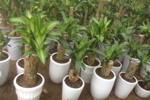 Những loại cây nhà nào cũng cần trồng để hút mọi khí độc