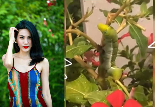 Thủy Tiên không cho mẹ bắt sâu trong vườn vì lý do 'nó cần cái để ăn để sống'