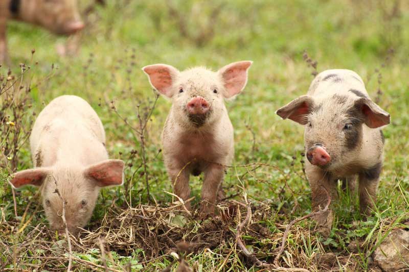 10 ngày đầu tháng 12 Âm lịch, 3 con giáp này dễ được 'thần tài nâng đỡ', giàu hơn trúng số