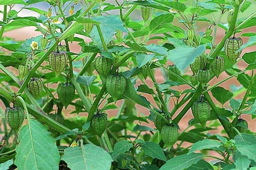 Cây tầm bóp - 'thần dược' mọc hoang chữa được nhiều bệnh