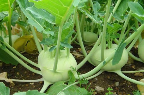 Mắc bệnh tuyến giáp chớ dại mà ăn su hào mùa đông