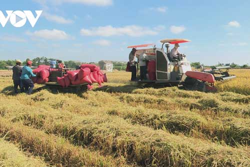 Sóc Trăng: Gieo sạ sớm né mặn vụ lúa Đông Xuân sớm trúng mùa được giá