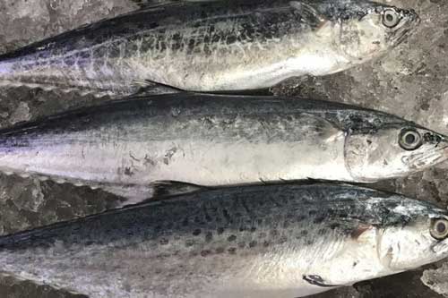 Những lợi ích dinh dưỡng tuyệt vời của cá thu