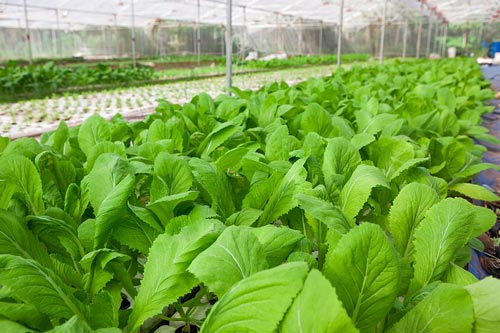 Bỏ túi kỹ thuật và kinh nghiệm trồng rau cải xanh tốt suốt mùa vụ