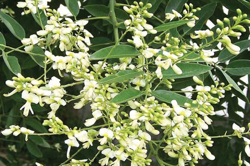 Những cây thuốc trị bệnh tim mạch