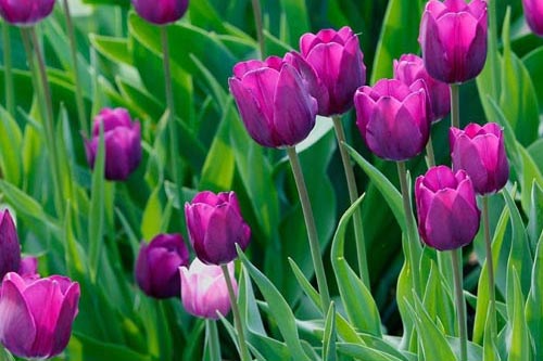 Kỹ thuật trồng và chăm sóc cây hoa tulip nở đúng dịp Tết