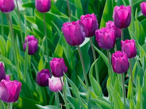 Để hoa tulip luôn tươi và nở đúng dịp Tết cần phải chú ý tới khâu bón thúc. Ảnh minh họa