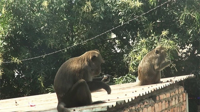 Bắn thuốc mê di dời đàn khỉ đuôi dài đại náo trong khu dân cư - Ảnh 1.